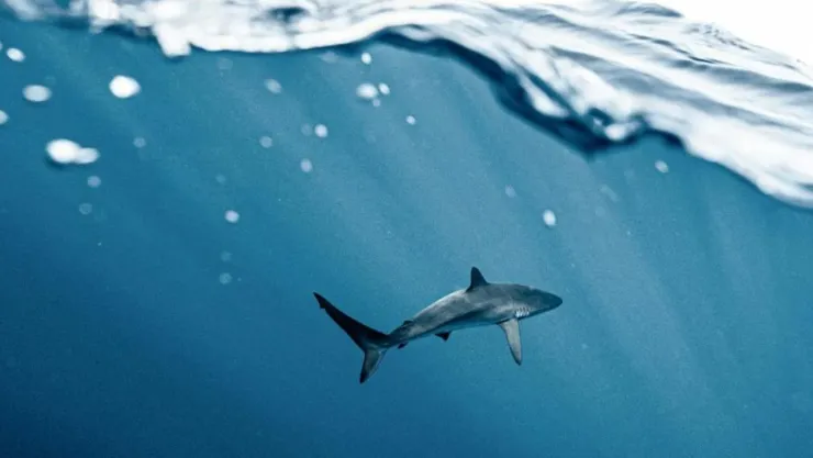 ¿Por qué los tiburones tienen resistencia natural al cáncer? Esto aportaría a los humanos