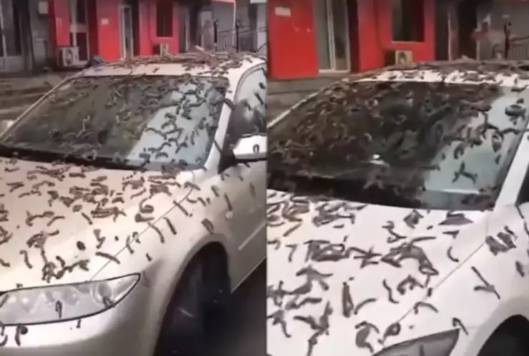 ¿Mensaje apocalíptico? Revelan causa de la lluvia de gusanos en China