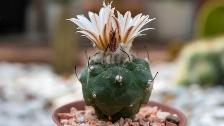 Multa por tener cactos mexicano conocido como peyote