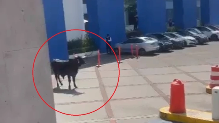 toro se mete a preparatoria la salle pedregal cdmx