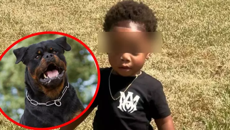 ¡Lamentable! Niño de 2 años muere tras ataque de perros rottweiler en su guardería
