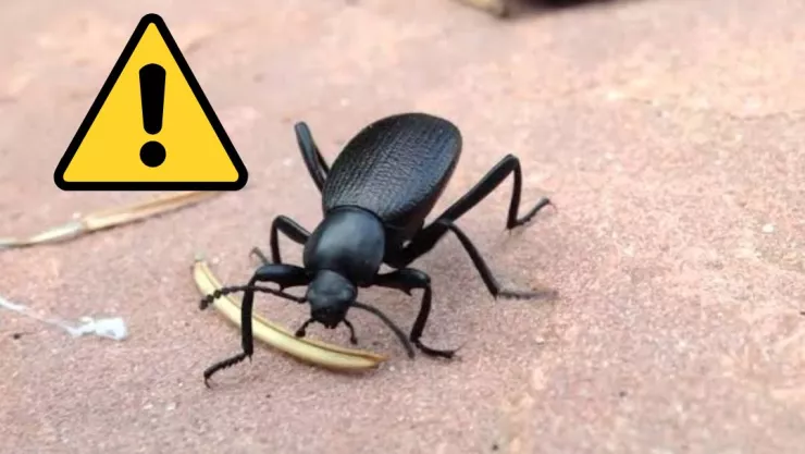 Esta es la razón por la que hay más pinacates cuando llueve en Aguascalientes