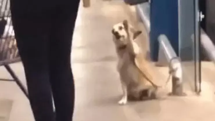 ¡Adorable! Perrito se despide de clientes de supermercado y se hace viral.jpg
