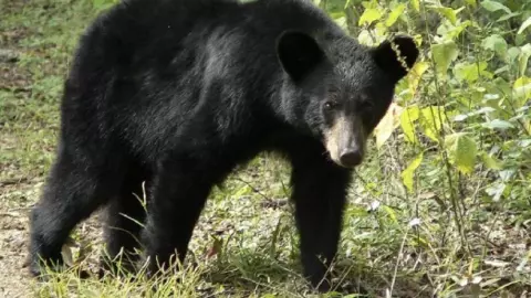 Profepa presenta denuncia por asesinato de oso negro en Coahuila