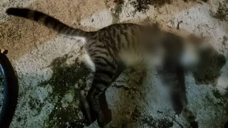 Vecinos reportan envenenamiento de gatos en Izamal