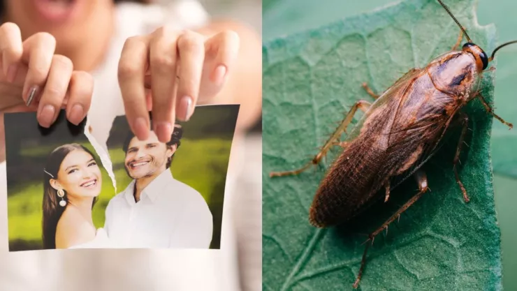 Nombra una cucaracha como tu ex para el 14 de febrero