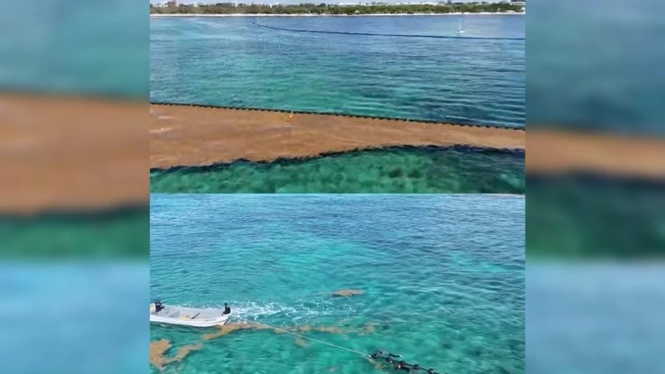 ¿Cuáles son las nuevas medidas contra el sargazo en Playa del Carmen? Esto debes saber