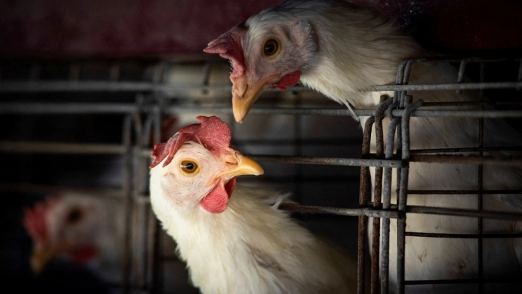 Argentina suspende exportaciones por gripe aviar