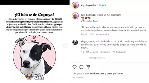 “Héroe de Copoya": así bautizaron a Max, el perro Pitbull que defendió su casa en Chiapas