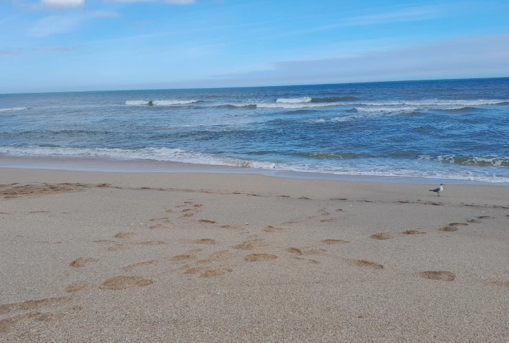 detalles sobre ataque de dingos en playa de Australia.png