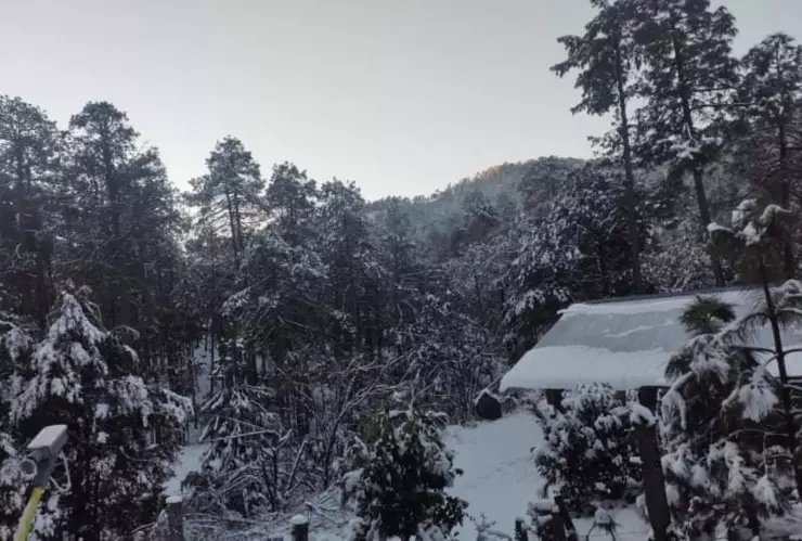 Árboles cubiertos de nieve en San Gertrudis, Badiraguato, Sinaloa