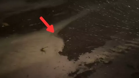 BAHÍA DE TAMPA EN FLORIDA