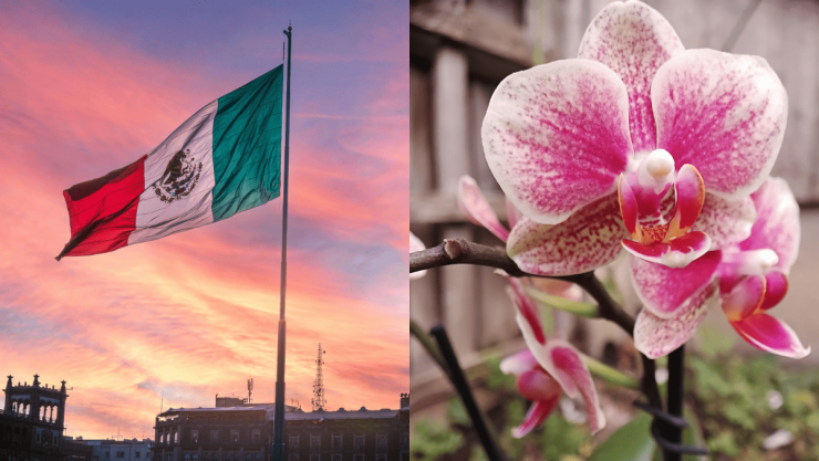 Estos son los mejores lugares para ver orquídeas en México durante tus vacaciones.png