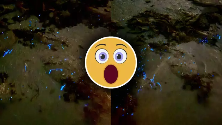 Sorprende bioluminiscencia en Yucatán y se vuelve viral_ ¿En dónde se puede observar_.jpg