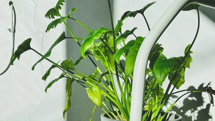 La luz perfecta para que tus plantas estallen hojas verdes