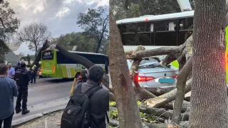 Árbol cae en polanco