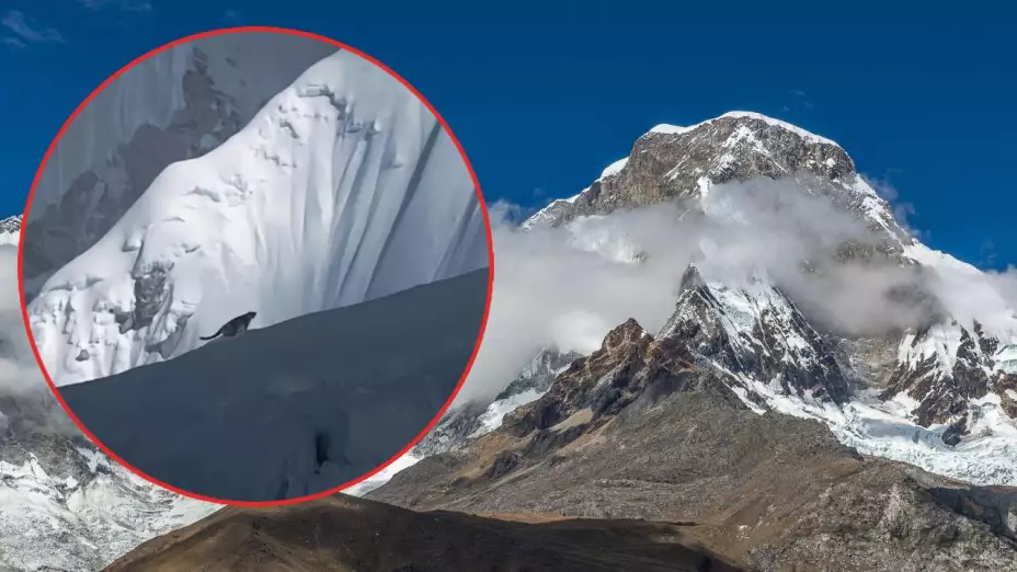 Extraño felino en el Everest