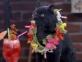 salem-saberhagen-sabrina-la-bruja-adolescente