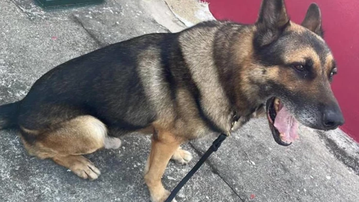 perro policía Bak Quintana Roo abejas
