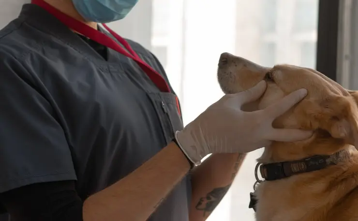 veterinario gratis