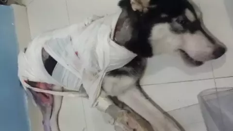 IMÁGENES FUERTES Queman a perro con aceite hirviendo ahora en Guerrero (2)