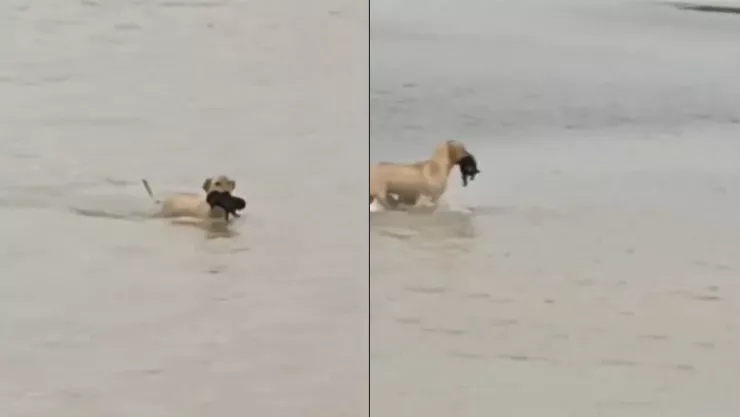 VIDEO | ¡Hermoso momento! Perrita logra salvar a un cachorro de las inundaciones en Reynosa