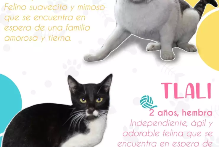 Día del Gato: Así puedes adoptar un gatito rescatado por la Policía CDMX