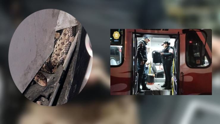 El reptil fue rescatado por personal de la Brigada de Vigilancia Animal.