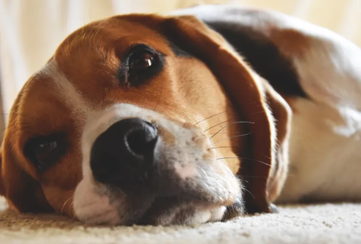 Perro beagle