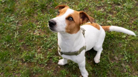 prohíbe Corea del Sur consumo de carne de perro