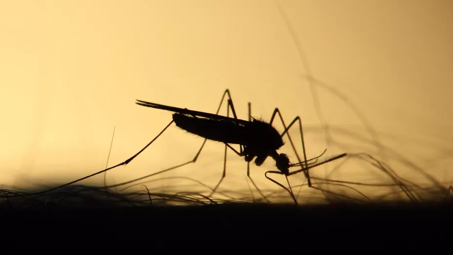 ¡Cuidado! Los lugares más comunes en que se ocultan los mosquitos que transmiten el dengue en Jalisco
