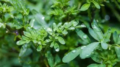 La ruda, una planta medicinal con diversos usos en la vida