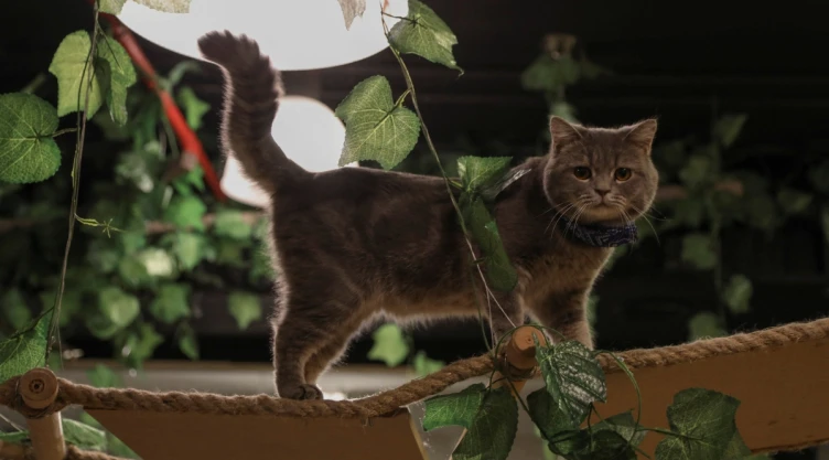 jungla de gatos
