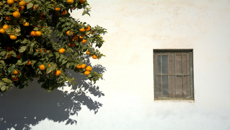 ¿Qué es y para qué sirve el naranjo? Ideal para tu banqueta