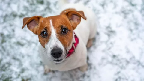 Perrito guia de Airbnb