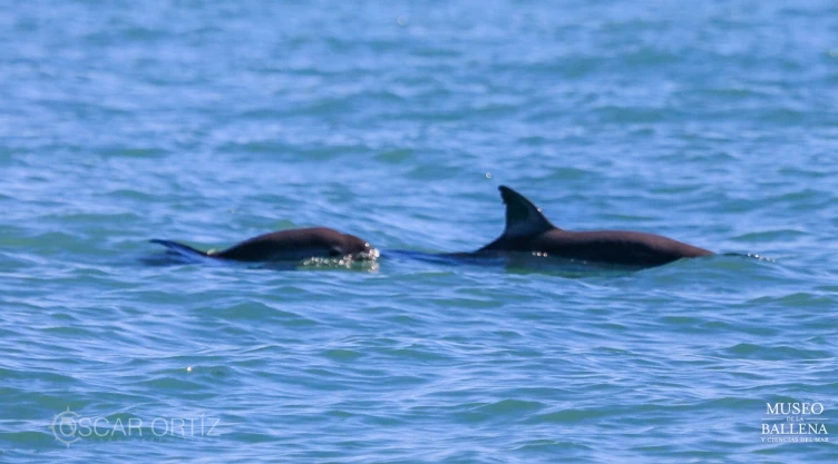 Descubren ejemplares de vaquita marina en estado reproductivo en Golfo de California