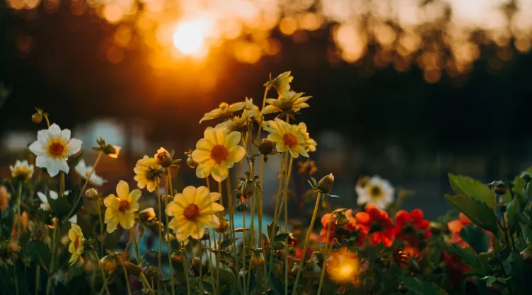 Esta es tu flor de la suerte según tu fecha de nacimiento