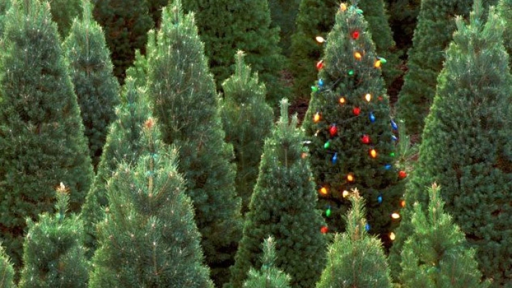 árbol de navidad