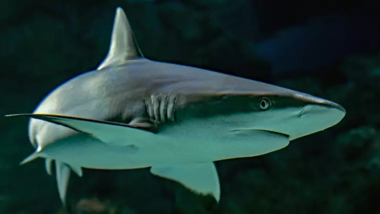 Buceadora pierde la pierna; fue atacada por un tiburón