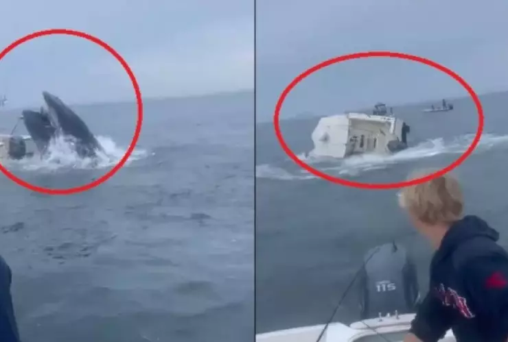 VIDEO_ Así fue el momento en que ballena jorobada cae sobre un barco en New Hampshire.jpg