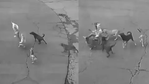 Atacada por seis perros