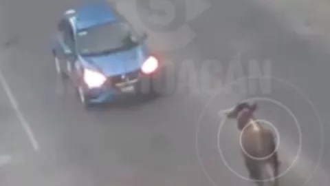 Alerta Toro suelto entre las calles desata caos y deja múltiples lesionados en este municipio de Michoacán VIDEO.jpg