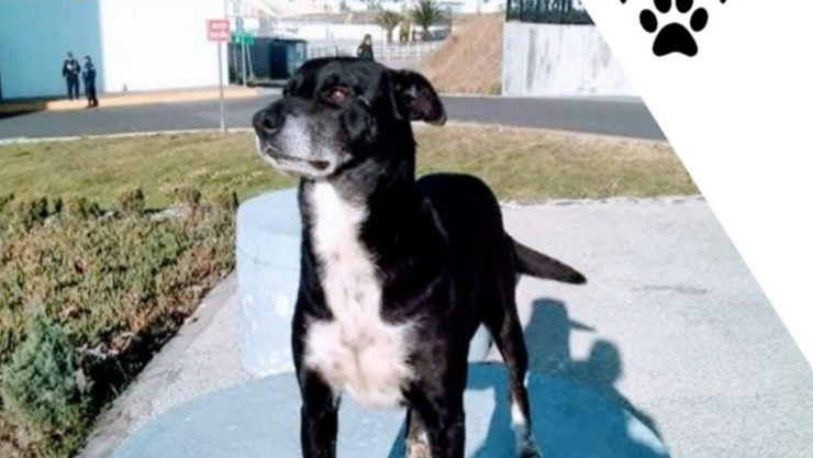 muer negro perrito guardián c5