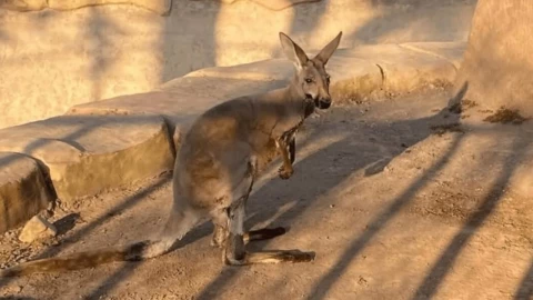 Skippy, el único canguro rojo de México, murió envenenado en Veracruz.