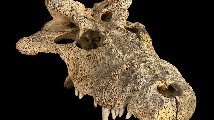 fósil de cocodrilo con cuernos.jpg