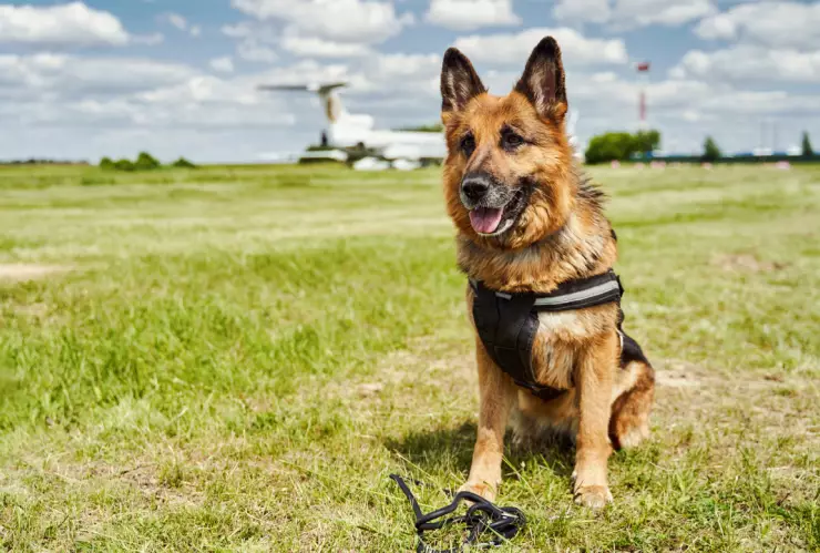 Pastor Aleman svitlanah.jpg