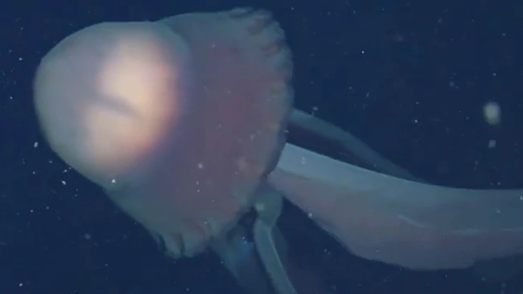Medusa fantasma gigante Argentina 2026