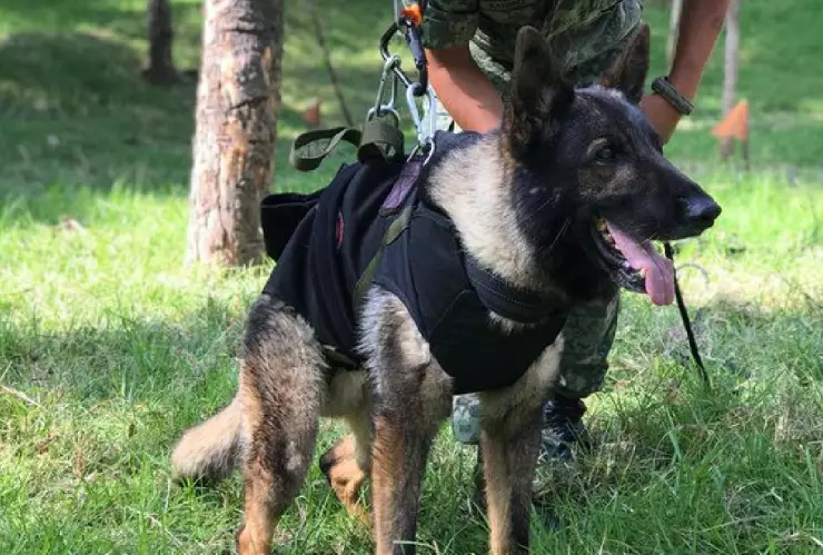 muere proteo el perrito rescatista mexicano envíado a turquía