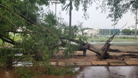 Fuertes lluvias en Mérida hoy provocan caída de ANTIGUO árbol en Mérida