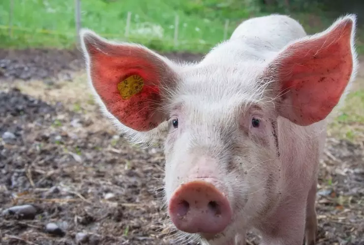 Riñón, cerdo, humano 2.jpg